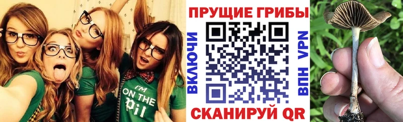 дарнет шоп  Ковров  Псилоцибиновые грибы прущие грибы 